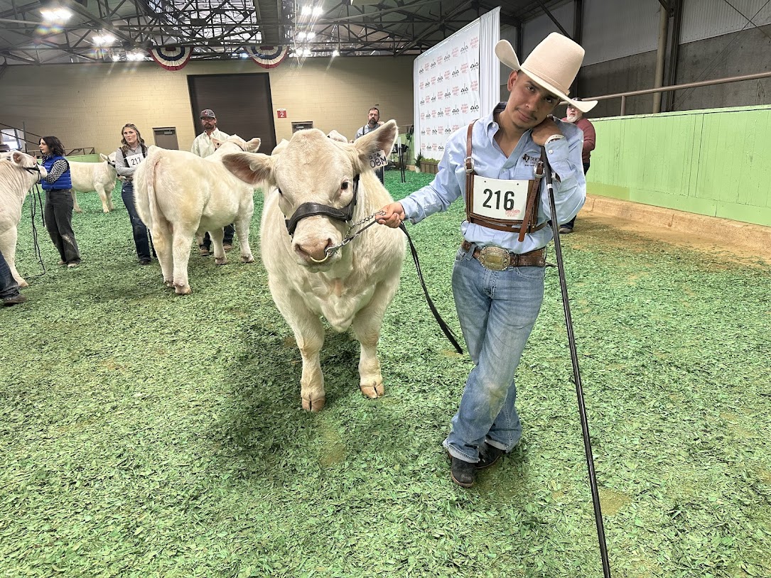 TVCC Beef Cattle Show Team member and his cow                                                                                               