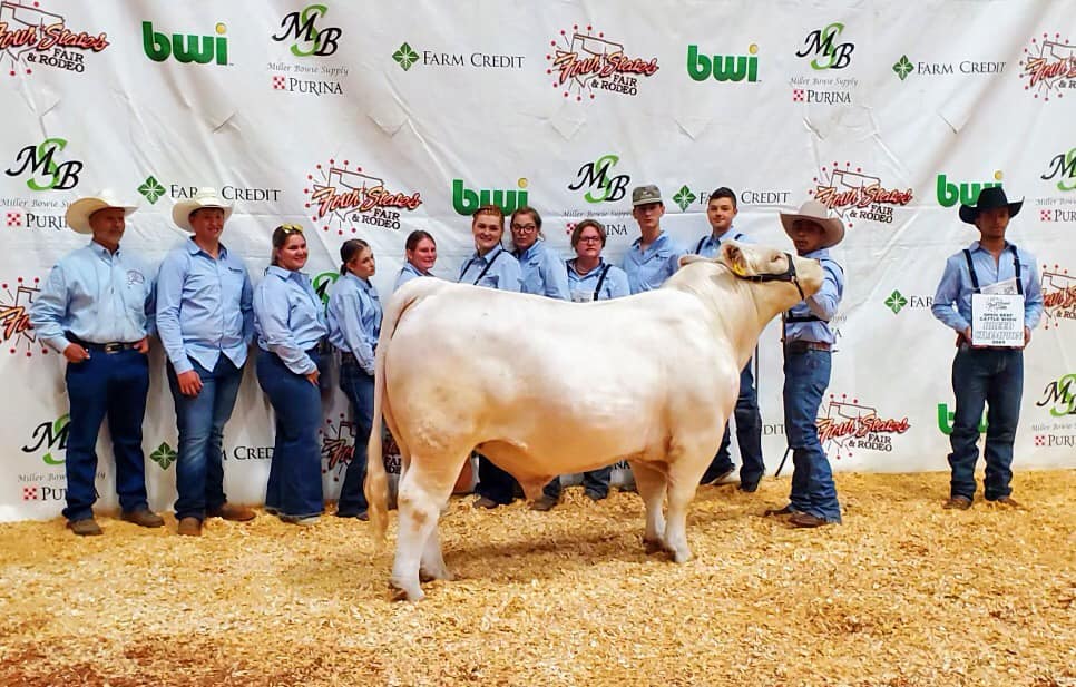 SKS NORTH OF RICHMOND 59L won first in Junior Yearling Bulls and Grand Champion Charolais Bull                                              